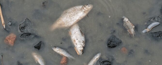 dead fish floating in a river