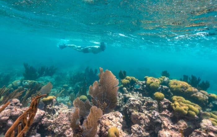 plastic pollution and coral reefs in texas