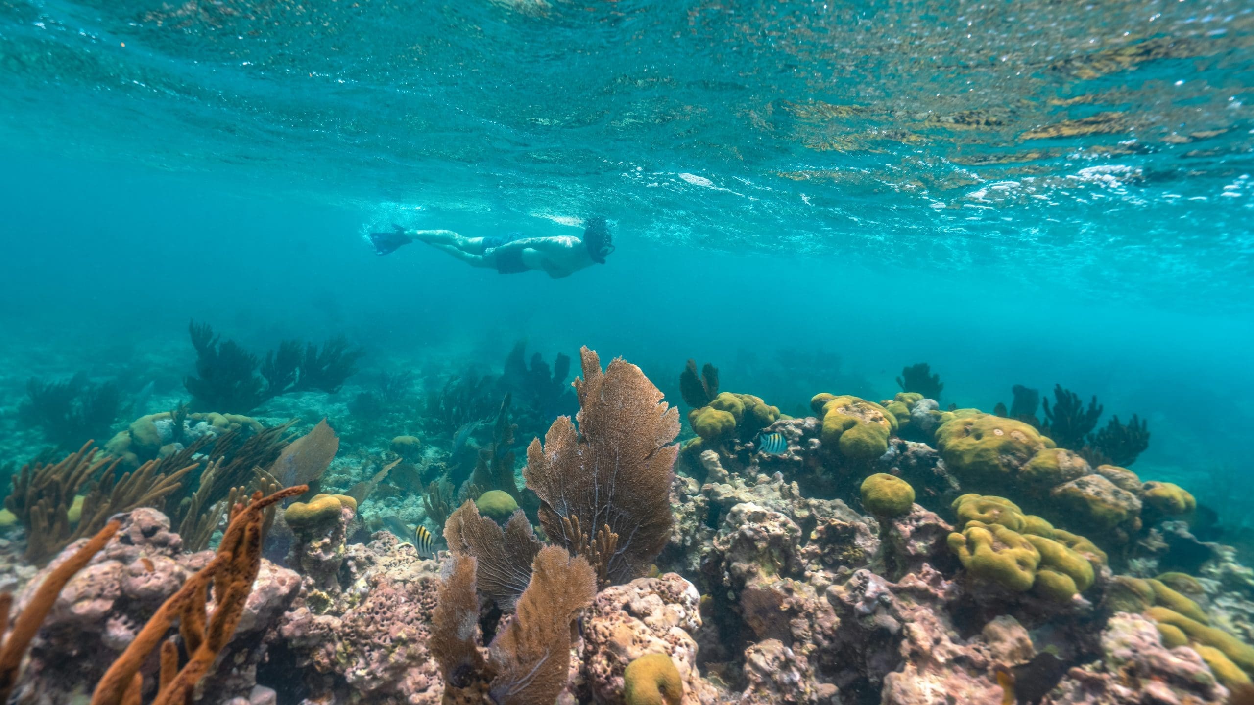 plastic pollution and coral reefs in texas